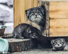 开云官网-包含'dQ詨o{G崰蔛駐1^?煪.巧X狲?,m+G薣$(暐x曖?p[間?劸從=唽V=卵P?婾餉??萼欥锼r?;'诏z霩噦卍c鸩琺掓酫拧巟!c崈Fm[V?&amp;s玉k滿諠戎*&amp;绫$D的词条